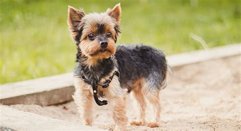 Pes sa kúpe v šampóne