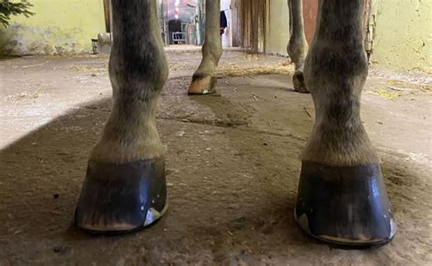 Starostlivosť o konské kopytá