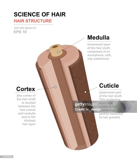Schéma štruktúry vlasu a pôsobenia farby