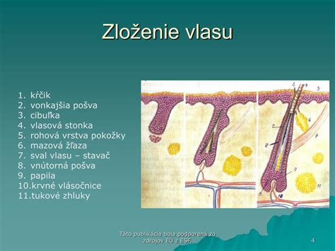 Schéma hydratačných účinkov sorbitolu vo vlasovom vlákne