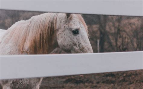Kôň v ohrade, chránený pred hmyzom, s pokojným výrazom