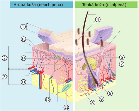 Vplyv ceramidu na vlasový povrch