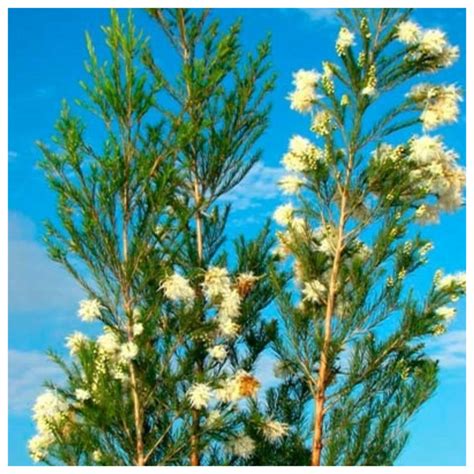 Strom Melaleuca alternifolia v Austrálii