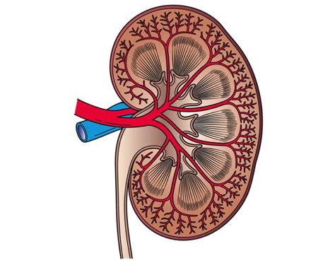 Schéma obličky a jej základná anatomická stavba