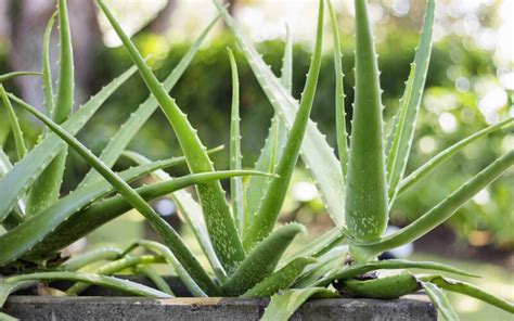 Rastlina Aloe vera a jej využitie v kozmetike