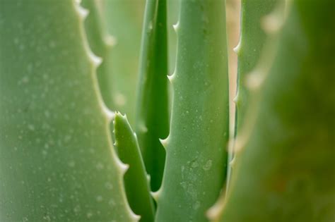 Detail rozmarínu a aloe vera