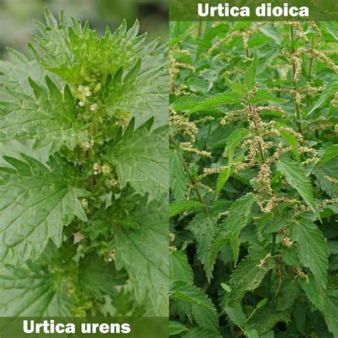 Ilustrácia rastliny žihľavy dvojdomej (Urtica dioica)