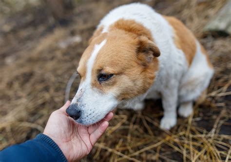 Pes čuchá k podpazušiu