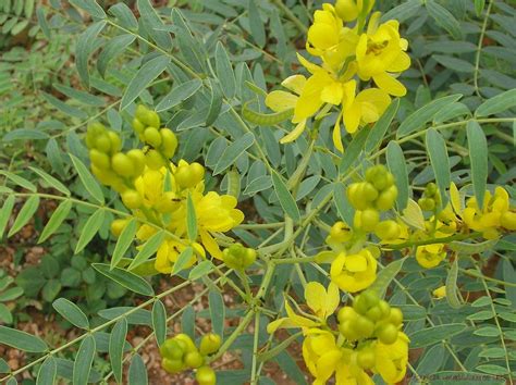 Cassia Obovata rastlina