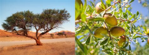 Arganovník v marockej krajine