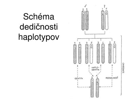 Schéma dedičnosti génov pre plešatosť