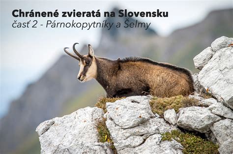 Ilustrácia zvierat na Slovensku