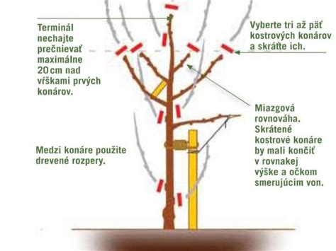 rez broskyňového stromu v záhrade
