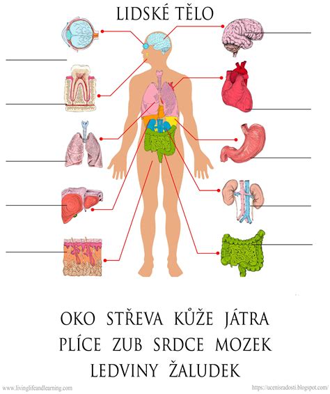 Ilustrácia ženského tela s vyznačenými oblasťami nadmerného ochlpenia