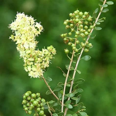 rastlina Lawsonia inermis