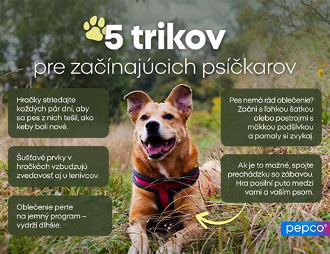 Infografika: Zložky šampónov pre psov a ich benefity