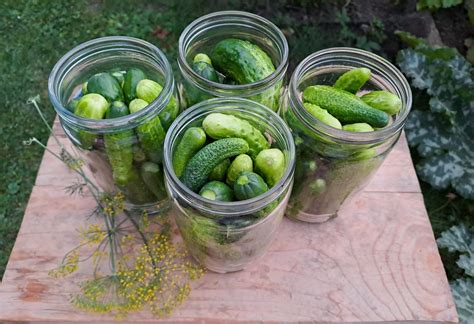 detail zložiek kiwi a uhorky v kozmetike