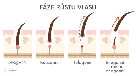 Schéma rastového cyklu vlasu