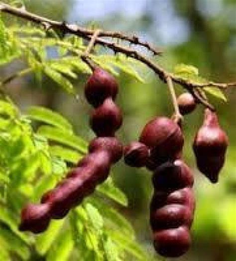 Plody stromu Acacia Concinna (Shikakai)