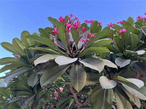 Ilustrácia rastliny henna