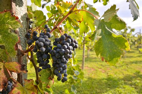 Vinič počas vegetačného pokoja v zime