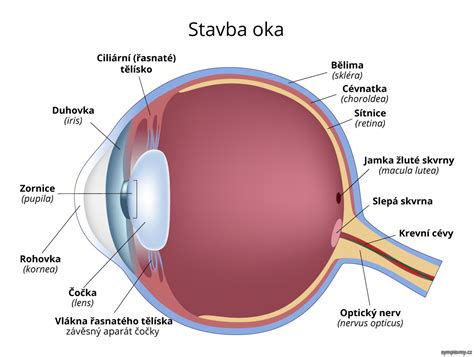Štruktúra psieho oka v porovnaní s ľudským