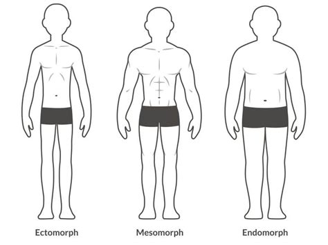 ilustrácia somatotypov ektomorf, mezomorf, endomorf