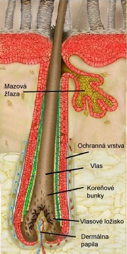 schéma rastového cyklu obočia