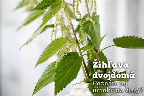 Žihľava a jej účinky na vlasy