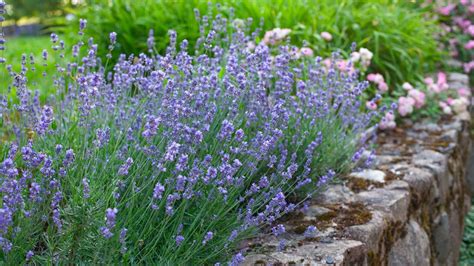 rozkvitnutý krík levandule v záhrade