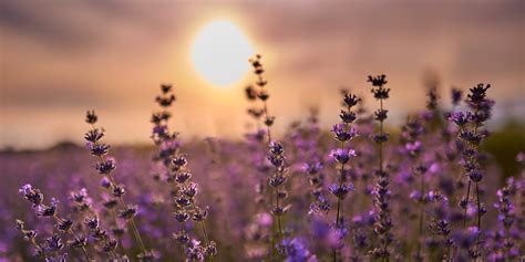 levanduľa chránená pred zimou mulčom