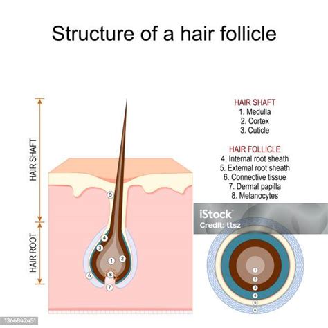 štruktúra vlasového folikulu