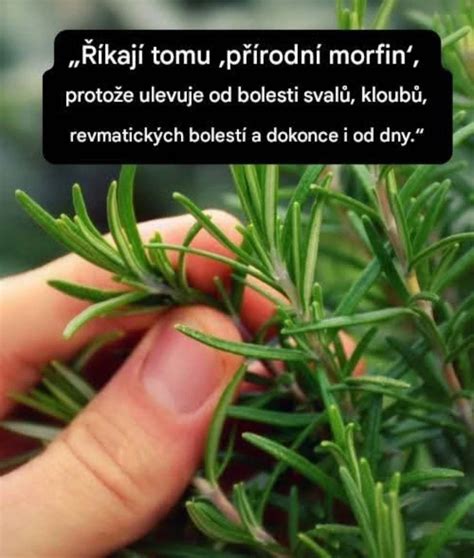 Rozmarín ako bylinka pre zdravie vlasov