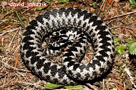 Vretenica severná vyhrievajúca sa na kameni v slovenskej prírode
