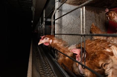 Globálny trend ukončenia klietkového chovu v maloobchode