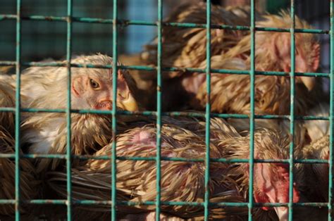 Sliepky v drôtených klietkach