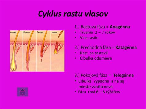 Infografika znázorňujúca cyklus rastu chĺpkov a pôsobenie IPL svetla