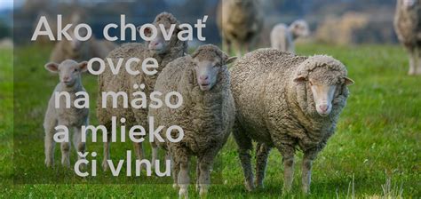 Základná starostlivosť o ovce a ich vlnu
