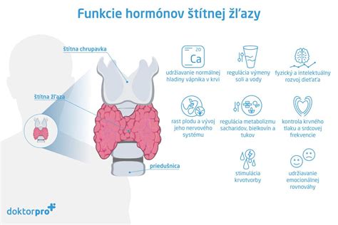 anatómia štítnej žľazy v krku