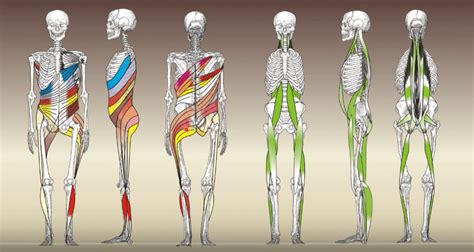 schéma svalových reťazcov pri stabilizácii chrbtice