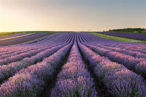 kvitnúca levanduľa na poli