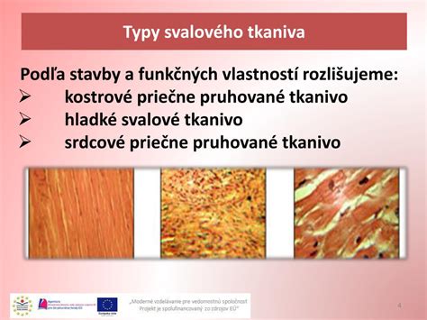 Schéma svalového tkaniva a jeho štruktúry
