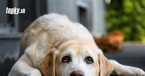 Pes v kúpeľni počas kúpeľa