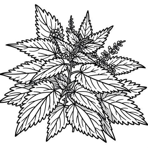 Ilustrácia žihľavy