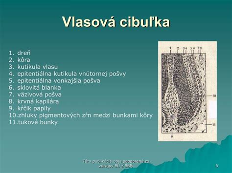 Schéma pôsobenia látky Aminexil na vlasový korienok