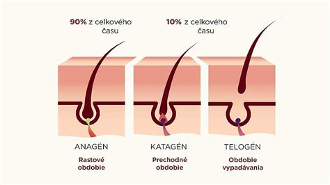 Schéma rastového cyklu vlasov