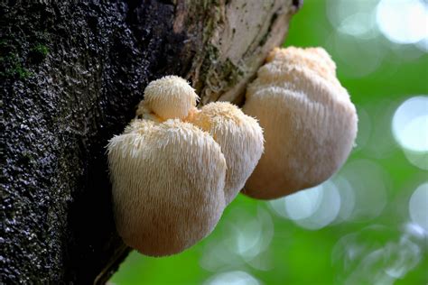 Huba koralovec ježovitý (Lion's mane) na strome