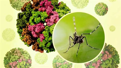 mapa rozšírenia komárov rodu Aedes