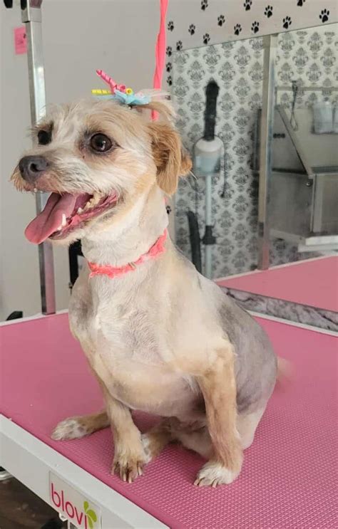 pes v salóne krásy