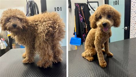 porovnanie srsti psa pred a po umytí